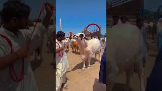 biggest Haider cows 2027 #haider #cow #bull #viralshorts
