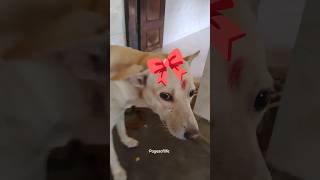 thangapulla #dog #doggielife #dogshorts #doglove #pets #funny #viralvideo #shorts #likeandsubscribe