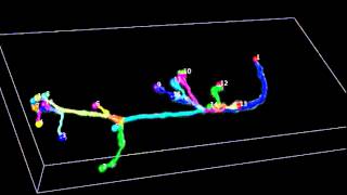 smovie6 v3dneuron tracing 1