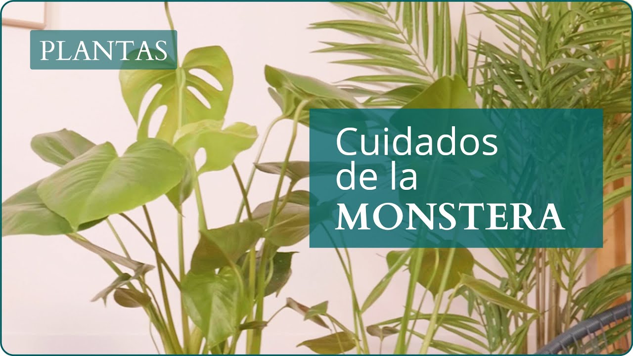 Monstera Deliciosa: cuidados y tips para que est perfecta | Plantas en  Verdecora