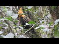 Celeus flavescens / Carpintero Copete Amarillo / Blond-crested Woodpecker