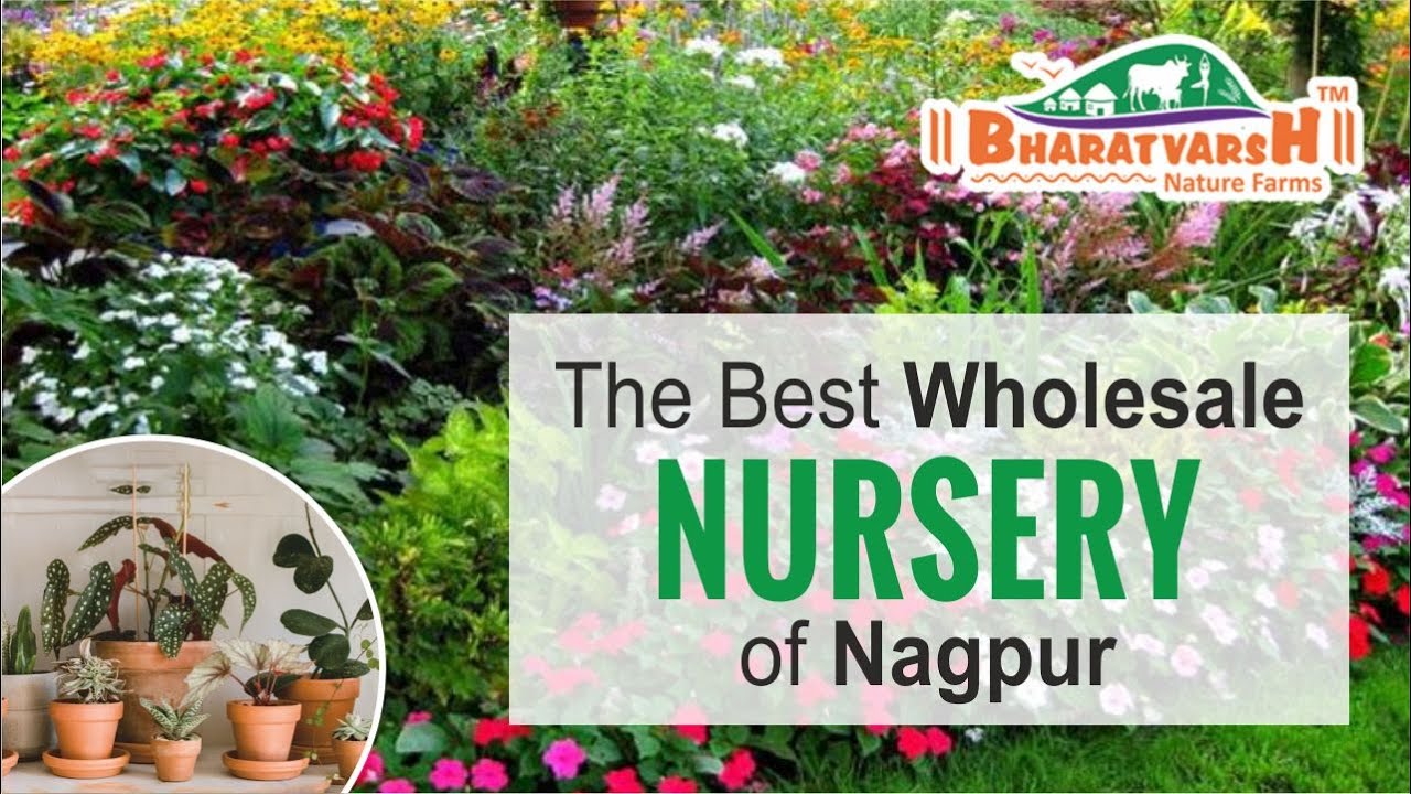 The best wholesale plant nursery of Nagpur Bharatvarsh Nursery Nagpur