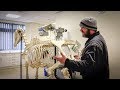 The Equine Skeleton - Hind Limb with Paul Conroy Bsc AWCF - Farrier Vlog