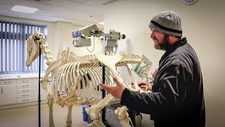 The Equine Skeleton - Hind Limb with Paul Conroy Bsc AWCF - Farrier Vlog