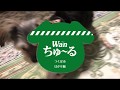 はかせがCMに！？　わんちゅーる　いなば　CMメーカー
