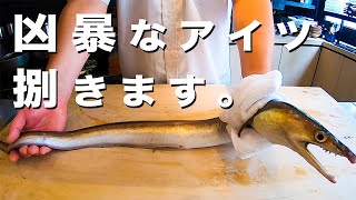 凶暴な高級魚「鱧（ハモ）」を捌く。プロの割烹料理人の技