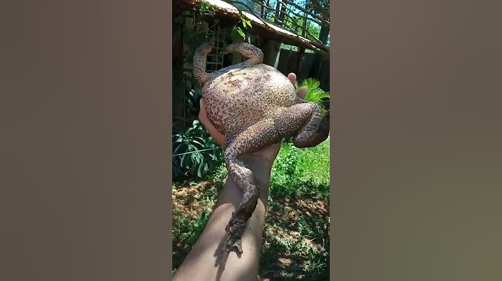 Evolução sapo Reginaldo