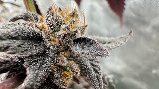 Yikes Mikes Exotic Genetics. Falcon number 9 is a Sunset Sherbet x Tina and put it with LCG Yikes