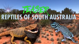 Reptiles of South Australia | Herp Trip  TEASER