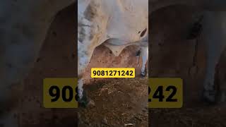 one of the best Lildi gir heaifer for sale | 9081271242 | Gujarat ki Gor cow