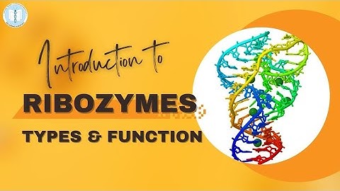 Introduction To #RIBOZYMES || Types & Function