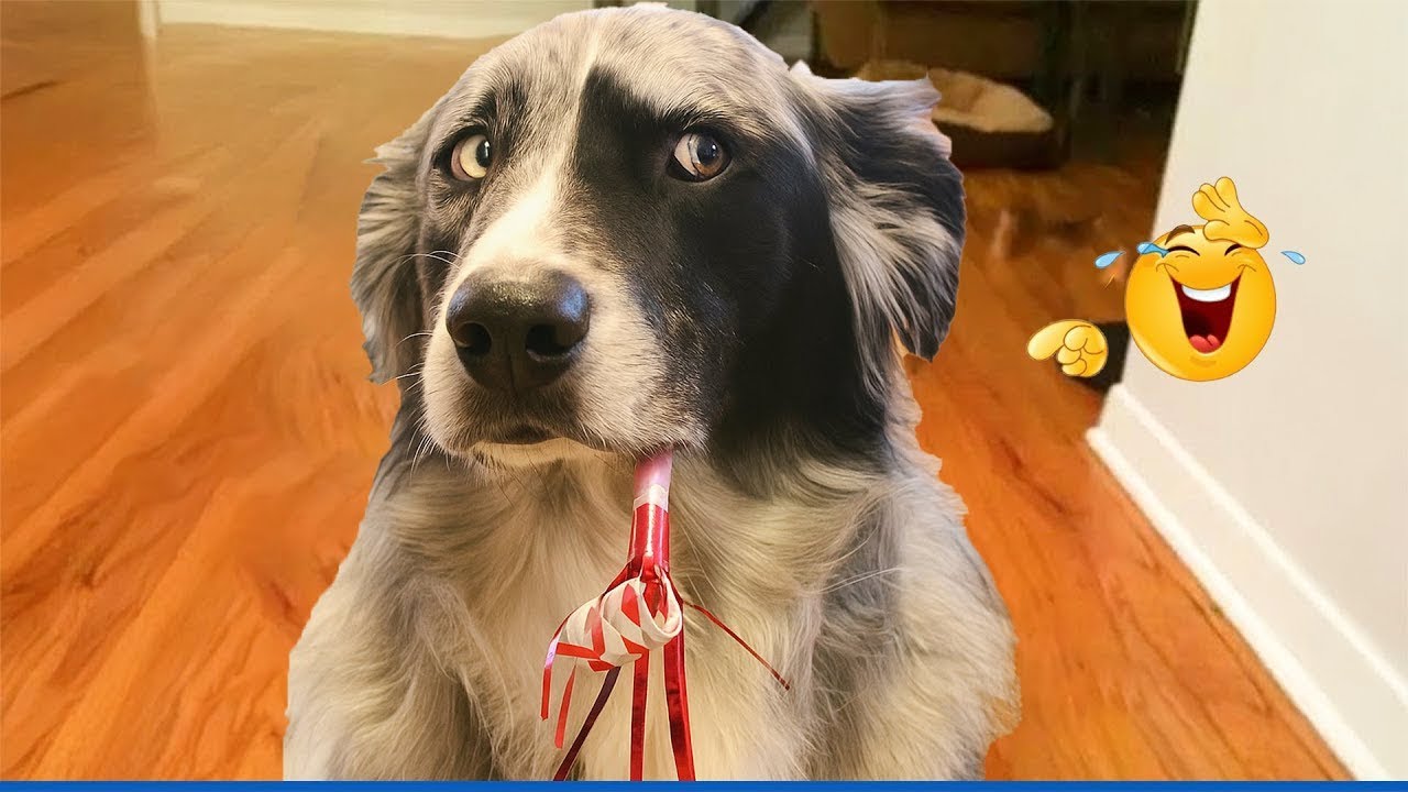 FUNNIEST DOGS On The Internet 😂🐶 I DARE You NOT to LAUGH #29