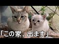 野良猫親子にはもうこの家は狭すぎるようです