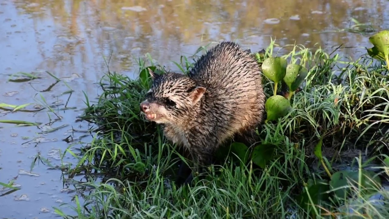 Iberá, Corrientes: Procyon cancrivorus / aguará popé / osito lavador / mapache sudamericano. Video 6