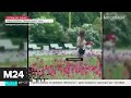 Возле МГУ москвичи разорили клумбу с тюльпанами - Москва 24