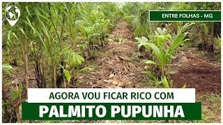 Ganhe até 55 mil reais por hectare com PALMITO PUPUNHA | EP 08