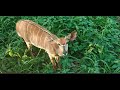 Antilopes at the Limpopo River