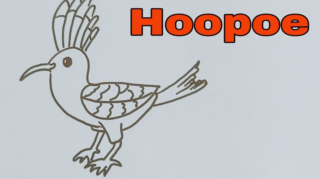 Hoopoe drawing easy steps | Hoopoe birds |