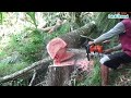 Tebang Mahoni Lagi Gaesss,,,, -STIHL MS 382