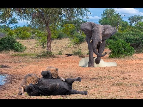 Who Will Win Lion or Elephant?