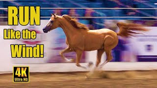 Scottsdale Arabian Horse Show Liberty Run 2023