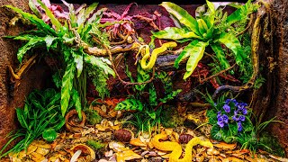 Venomous Tree Viper Bioactive Jungle Vivarium