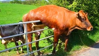 Funniest Animal Videos - FORGET STRESS and LAUGH HARD with Funny Animal's Life Compilation