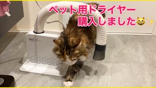 猫のお風呂後に使うペット用ドライヤーを購入しました