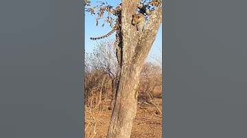 Dramatic Chase Clouded Leopard Fails to Catch the Agile Brown Squirrel