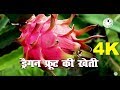 Dragon Fruit Cultivation in Bihar (बिहार में ड्रैगन फ्रूट की खेती) 4K