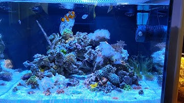 32 ext Fijicube Reef Tank
