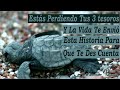 La Tortuguita Y Sus 3 Monedas - Historia Para Reflexionar Que Debes Escuchar