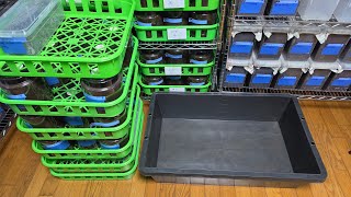 羽化した241匹掘り出す