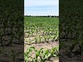 Maizales miren chulada de maizal aquí en indiana con la lluvia está creciendo