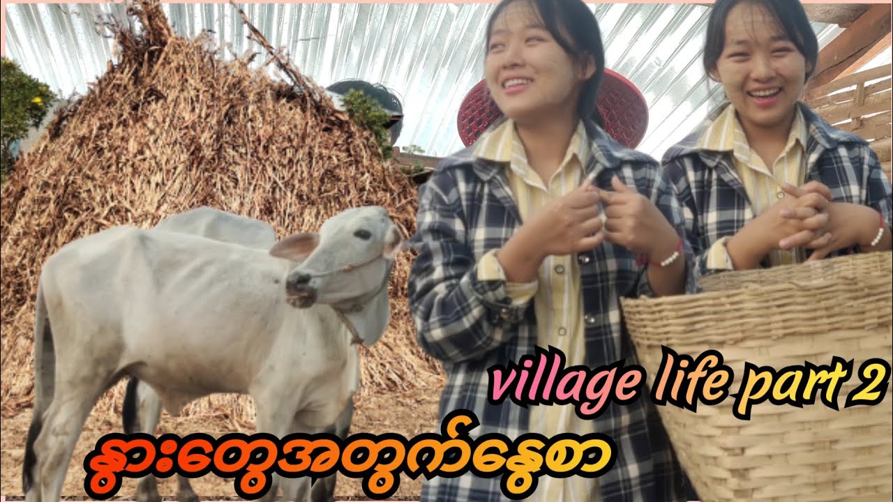 Cattle feed(မိုးကုန်ပြီ ဆိုတော့နွားတွေအတွက်နွေစာကြိုပြင်ထားရတယ်)🤗🤗🤗