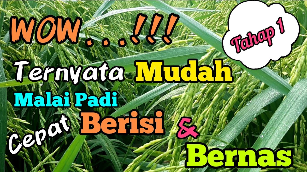GasPoool.... Pengisian Malai Padi 2 Kali Lebih Cepat. Cara Mudah Mempercepat Pengisian Malai Padi