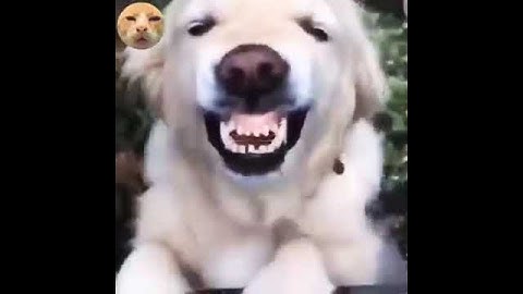 Video de risa, sonrisa de perros/SUSCRÍBETE AL CANAL