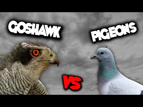 ЯСТРЕБ vs ГОЛУБИ | Goshawk and pigeons