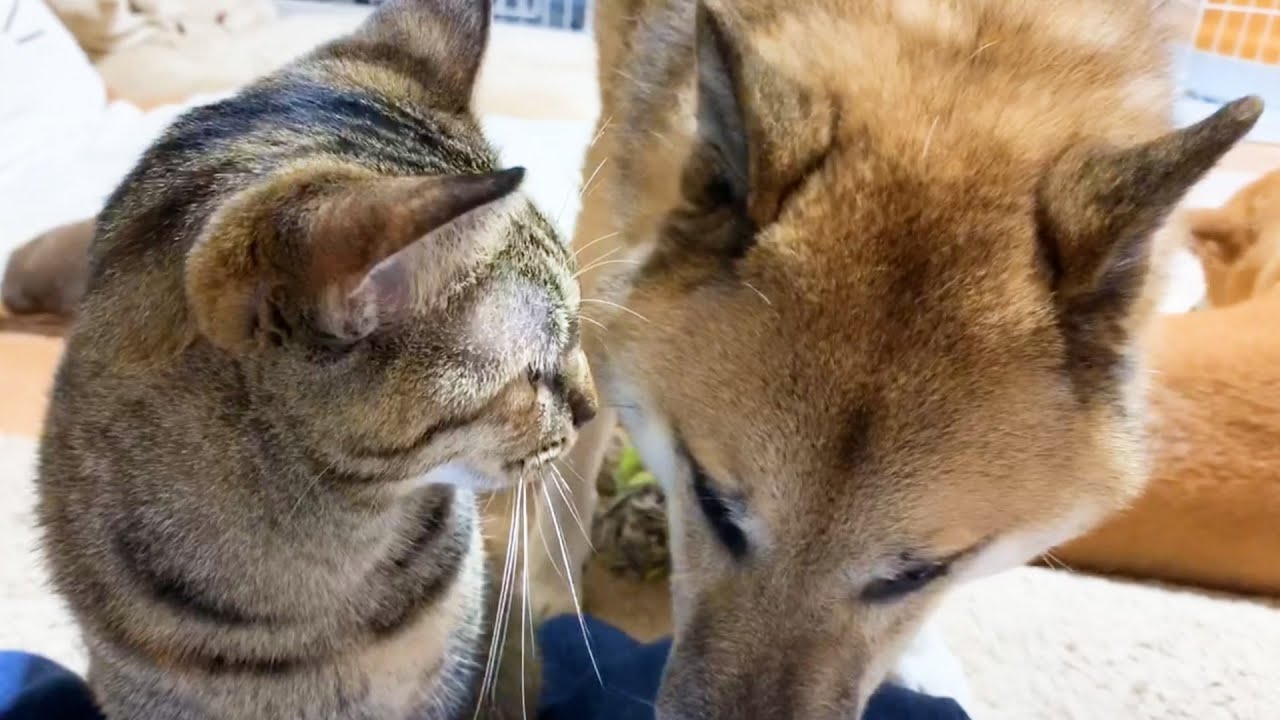 柴犬 飼い主化する猫 鳴き声がおもしろ可愛い Cat That Sounds Like A Dog 動物がかわいいyoutube動画はここだ