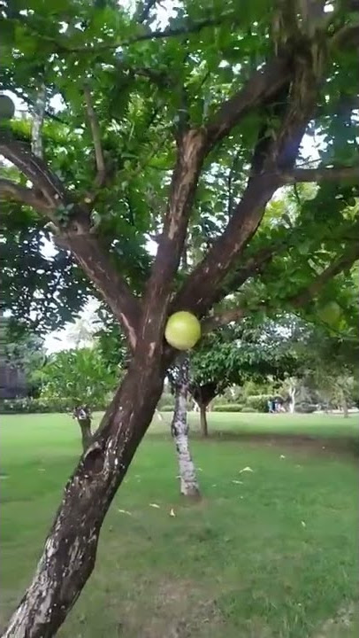 Pohonnya berbuah !! pohon di lapangan Renon Denpasar Bali