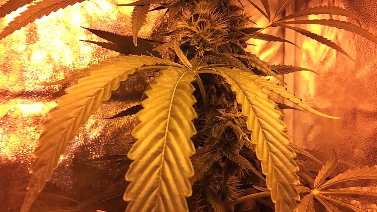 Holy Grail - 42 days flowering