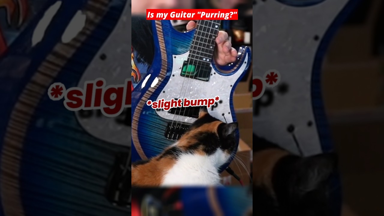 Is My Guitar Purring? #cat #pet #guitarist