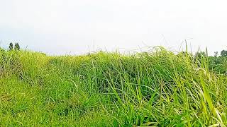 Sholawat Terbaru  Album Ning Umi Laila 2024   Version  