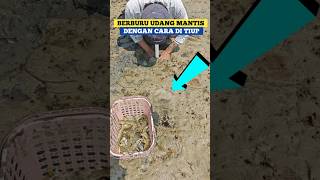 Hunting mantis shrimp by blowing it using PVC pipe