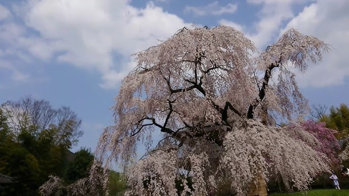 五ヶ瀬町 浄泉寺 しだれ桜 Byファントム2 Hero3 Youtube 五ヶ瀬町 浄泉寺 しだれ桜 Byファントム2 Hero3 Youtube