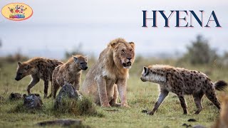 Meet the Hyena!  Fun Facts for Kids