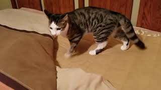 Cute Kitten Theo Trying to Catch His Tail 2.8.2017 by PrettySlick2 1,348 views 3 years ago 22 seconds