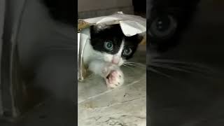 Gatico :-) kitten kattungar Kätzchen chatons γατάκια кошенята kattunger القطط котята 小猫 小貓 子猫 새끼 고양이