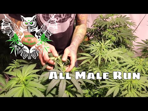 All Male Run | Flowering Out Male Plants | Male vs Female Cannabis Plants