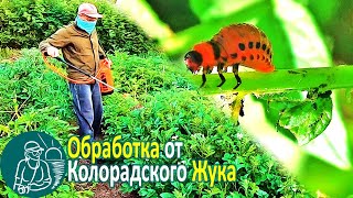 Чем обработать картофель 🥔 Средство от колорадского жука 🌿 Битоксибациллин 🐛 Опыт Гордеевых